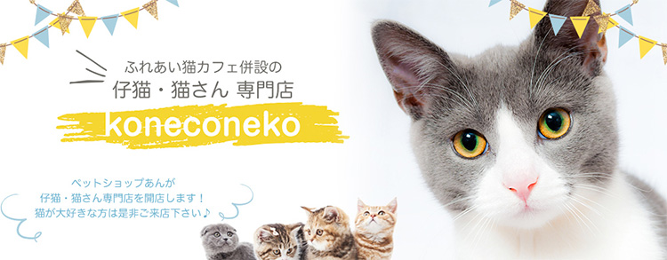 大阪高槻市の猫カフェ併設の猫ちゃん専門店 Koneconeko 大阪高槻に猫カフェ併設の新しい猫専門ショップです