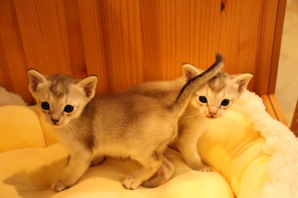 いっつも一緒 とっても仲良しなシンガプーラの赤ちゃん 大阪高槻市の猫カフェ併設の猫ちゃん専門店 Koneconeko